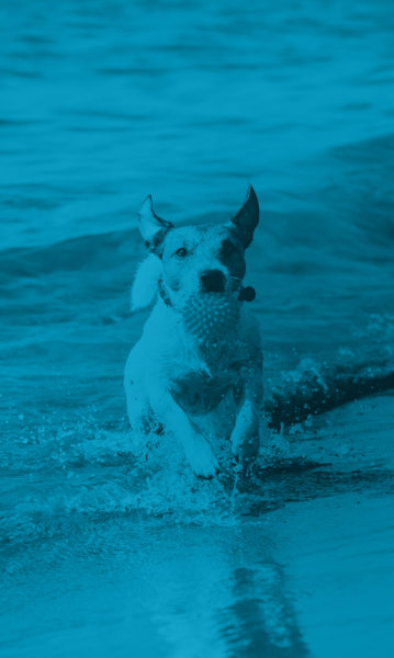 Happy Jack Russell Terrier playing with toy ball and running through ocean waves