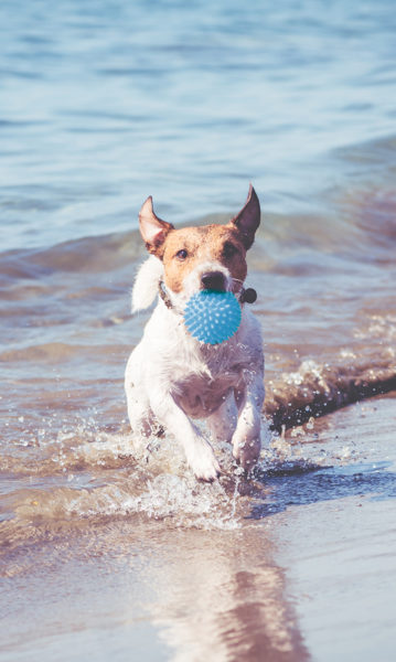 Happy Jack Russell Terrier playing with toy ball and running through ocean waves