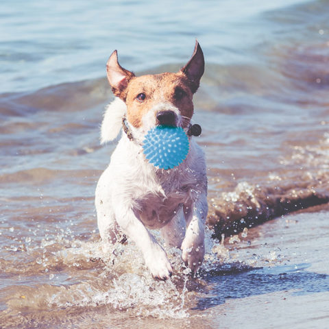 Happy Jack Russell Terrier playing with toy ball and running through ocean waves