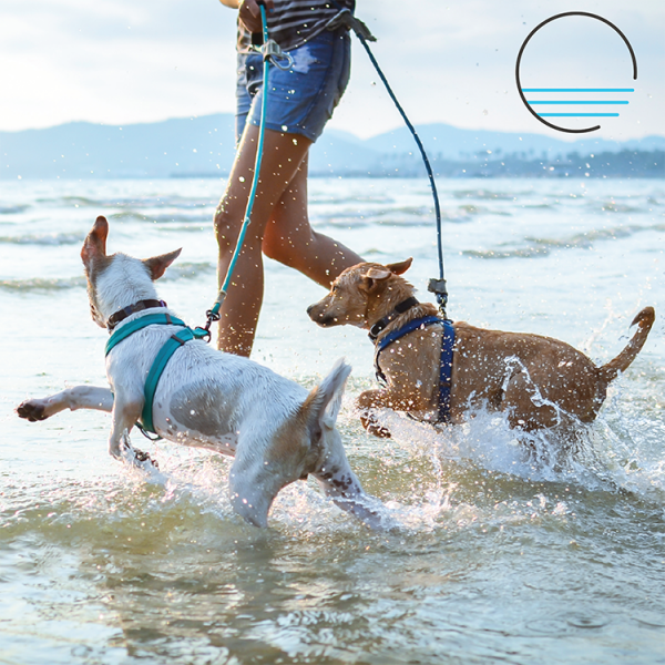 Two dogs and owner splashing in the water